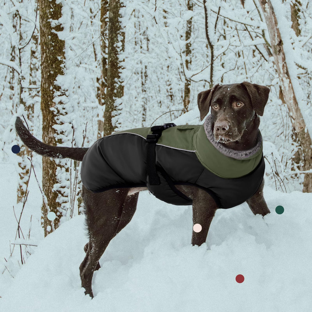 IECOii water-resistant fabric keeps dogs dry in light rain or snow.