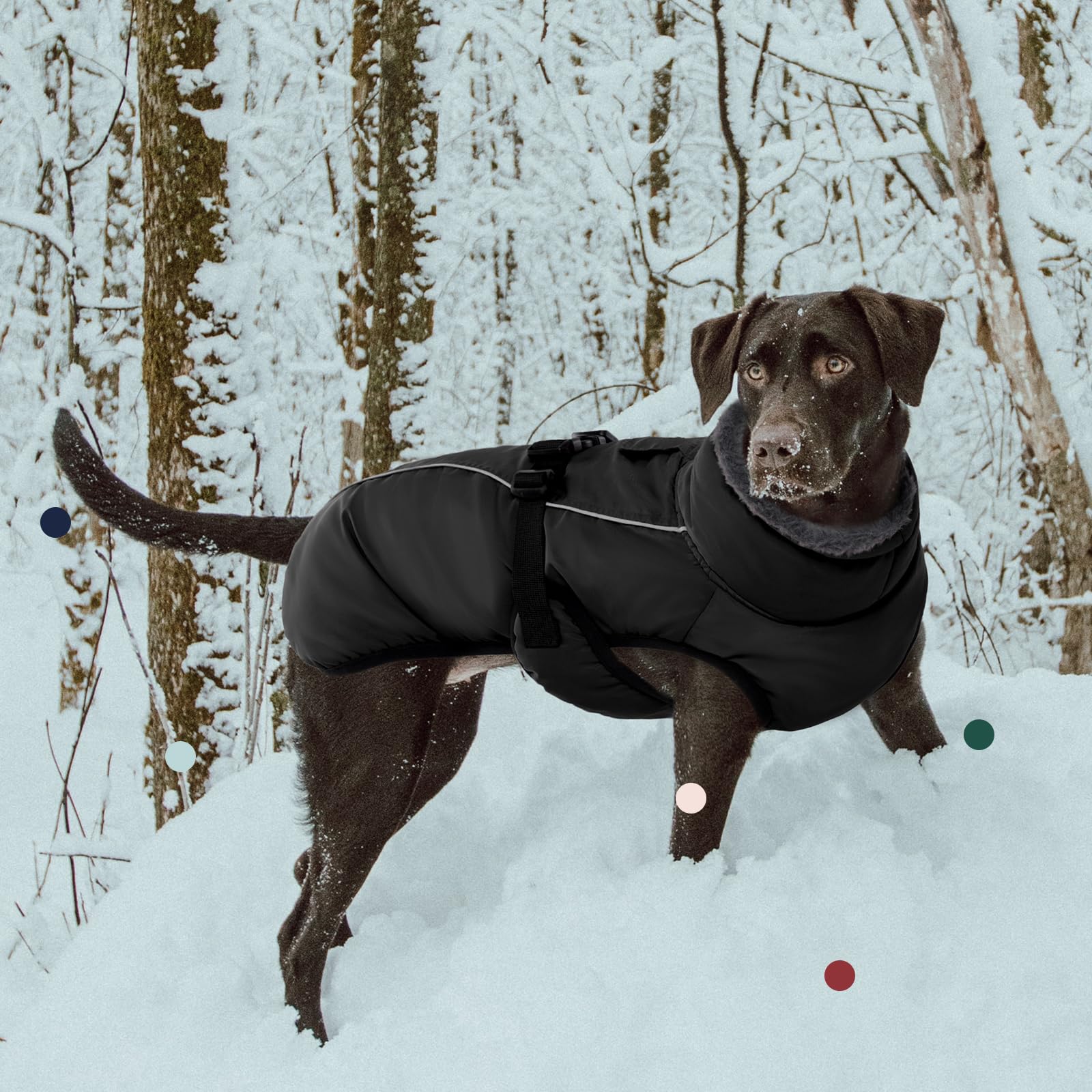 IECOii Extra Warm Coat on dog during a rainy walk demonstrates weather-ready protection.
