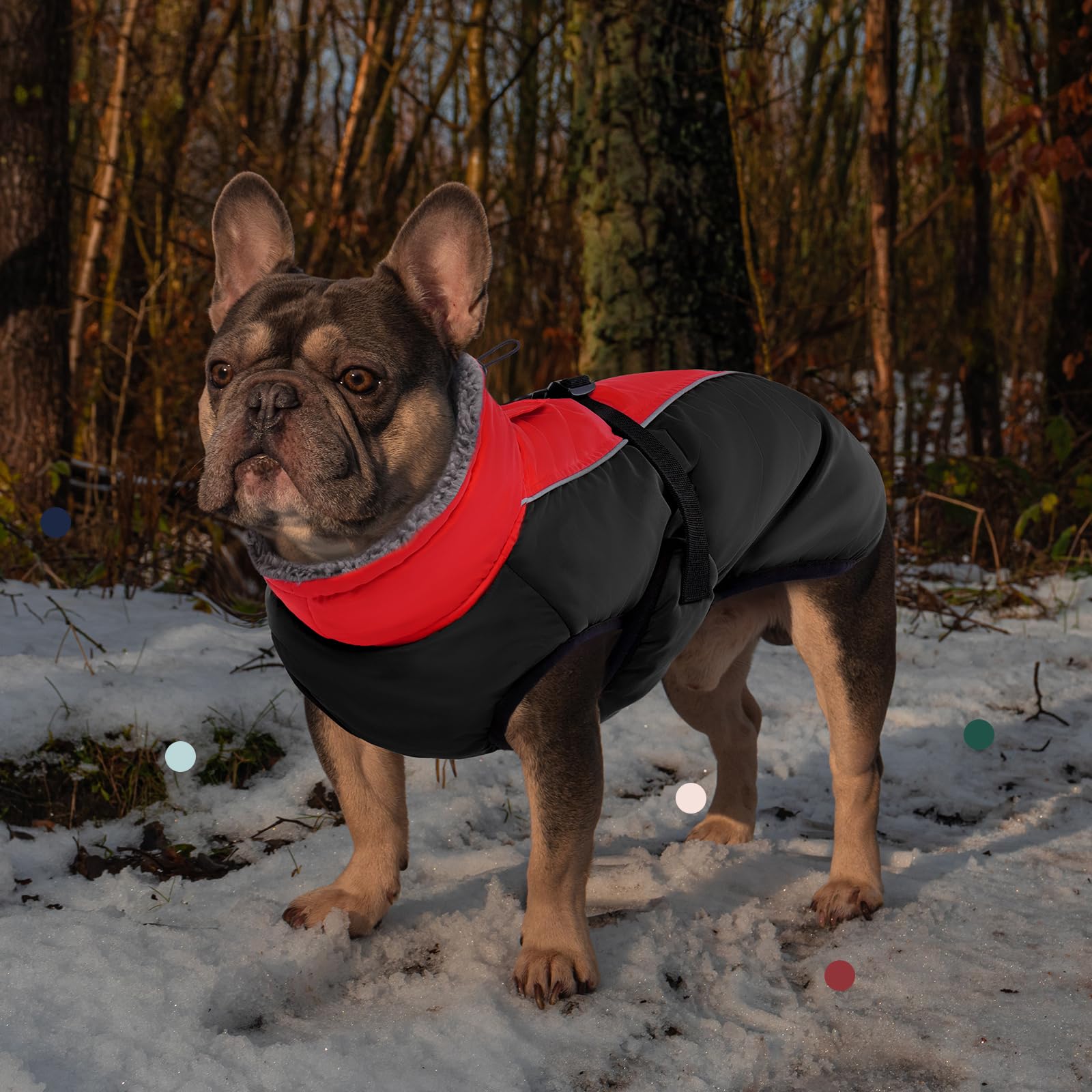IECOii extra-warm-dog-coat outdoor-winter-scene illustrates versatile cold-weather wear
