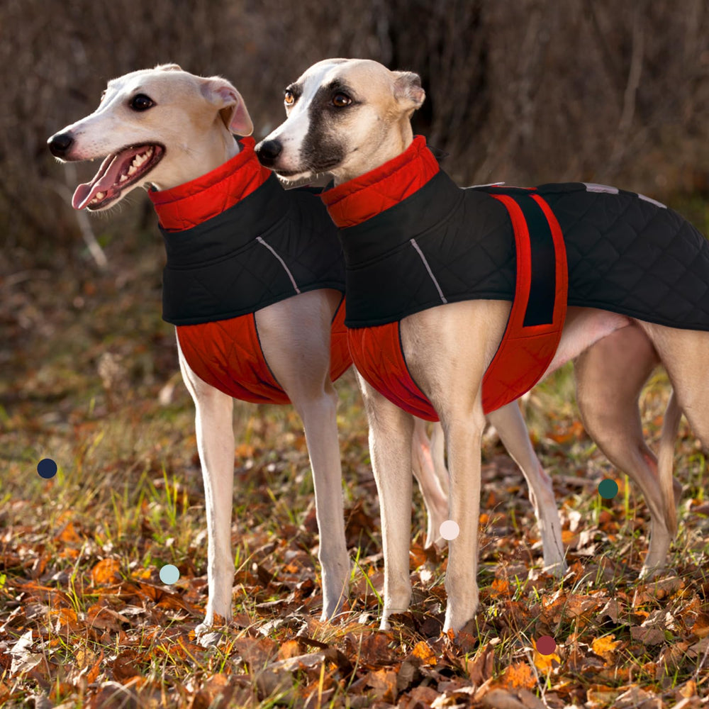 IECOii Greyhound Coat back-leash hole showcases easy harness or collar use