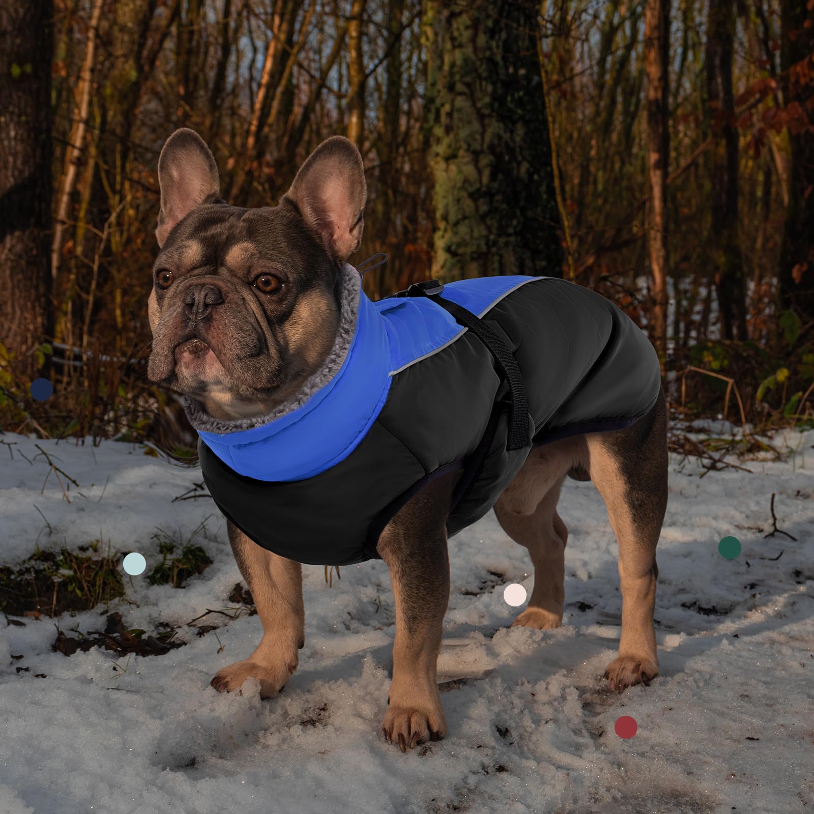 IECOii harness-compatible leash hole for secure nighttime strolls