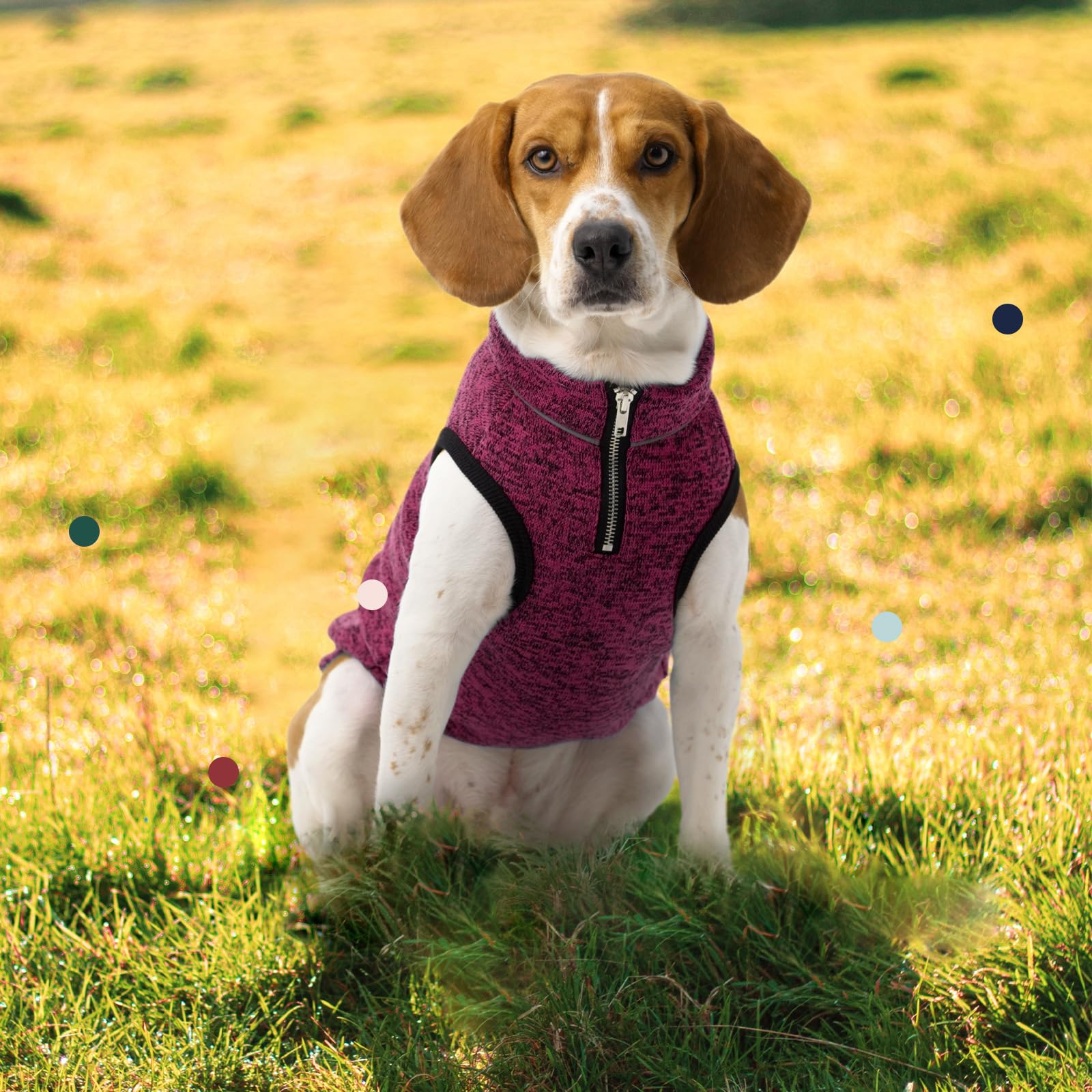 IECOii XXL dog jacket size guide helps find the perfect fit