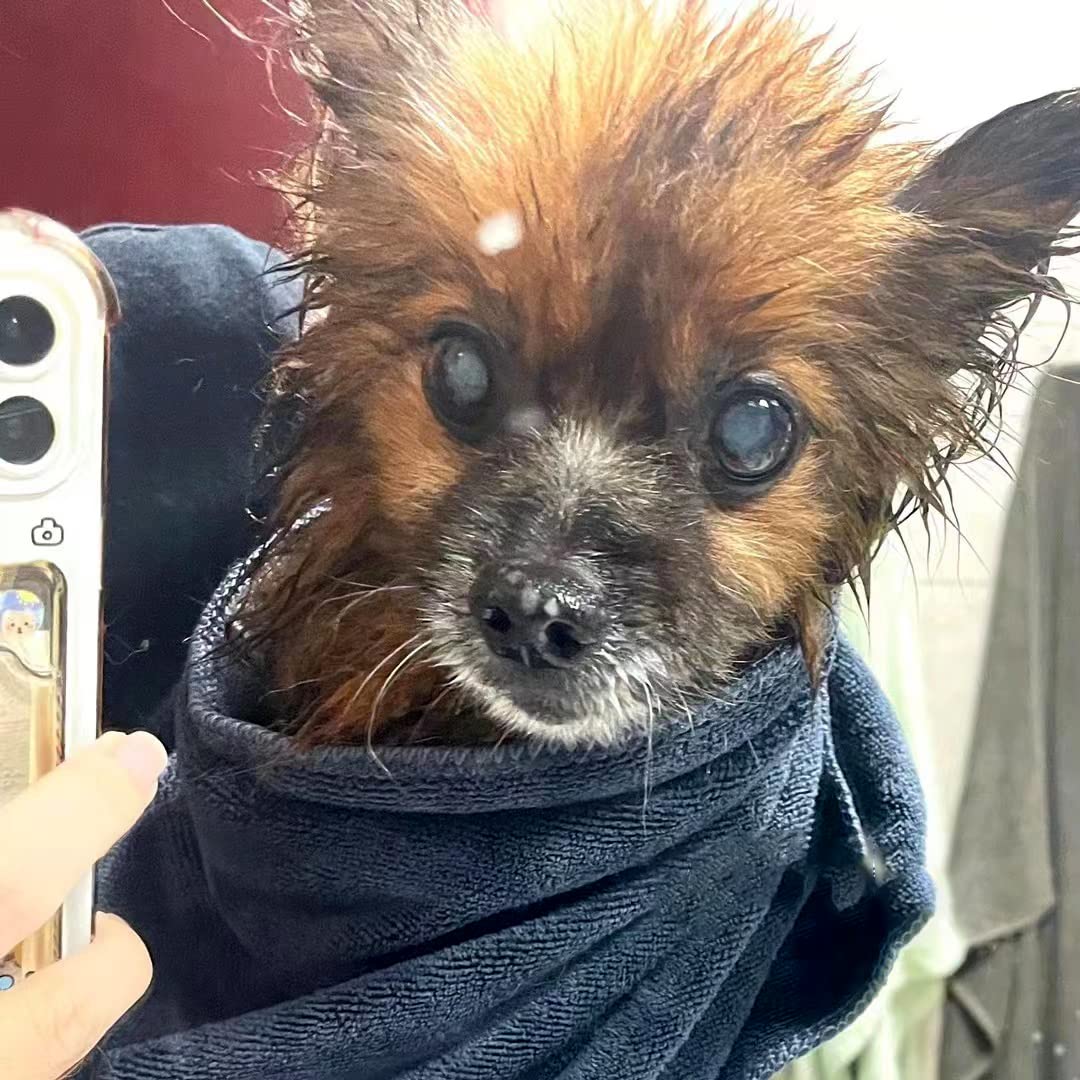 IEDASING'S CHOICE dog towel versatile for kennels and car rides