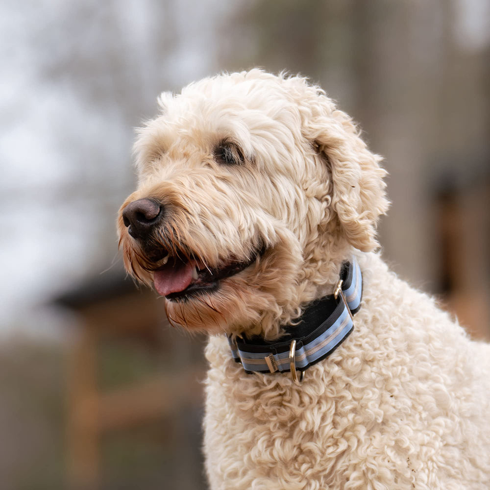 If It Barks made-in-USA martingale collar hardware demonstrates strong construction