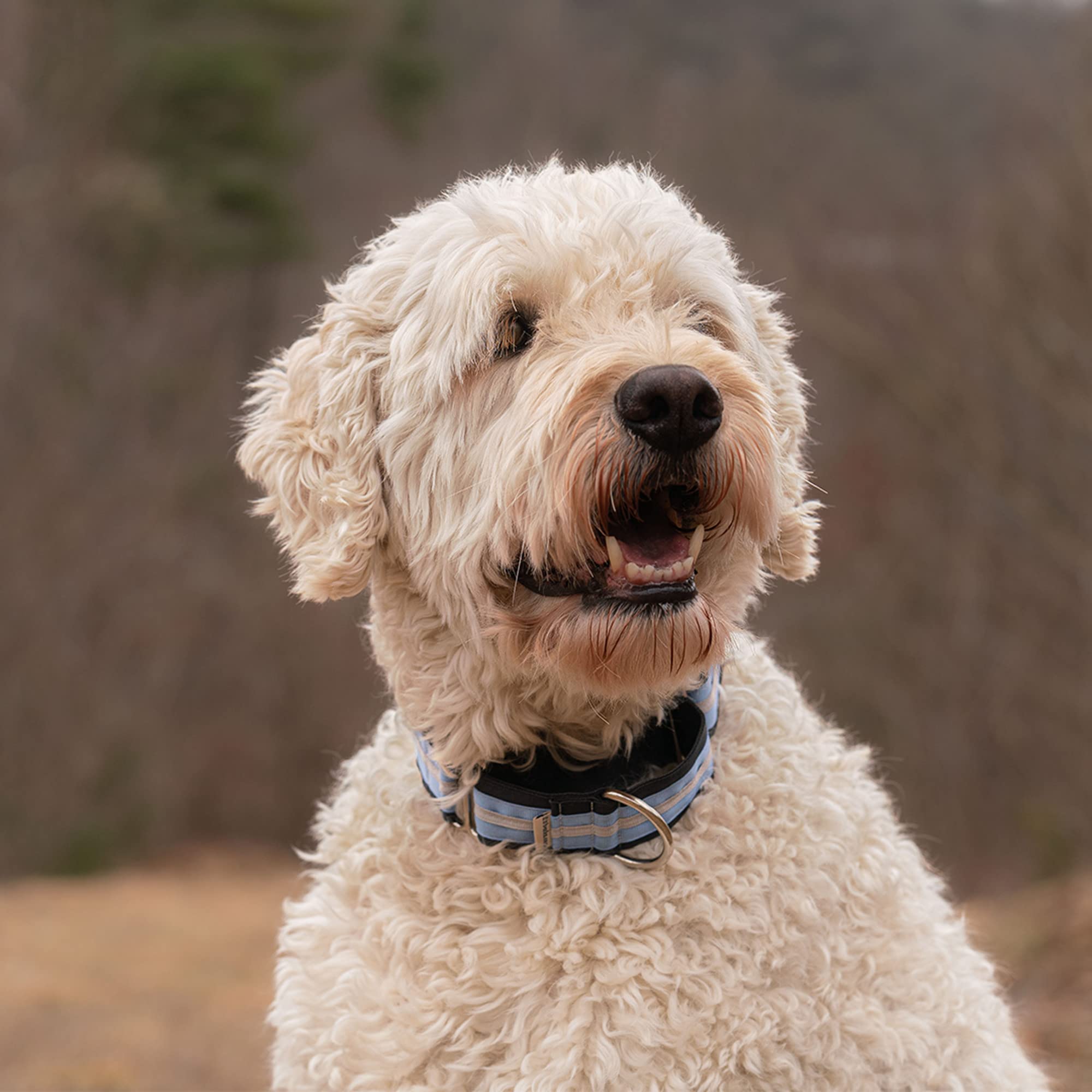If It Barks nylon martingale collar close-up stitching shows durable hardware