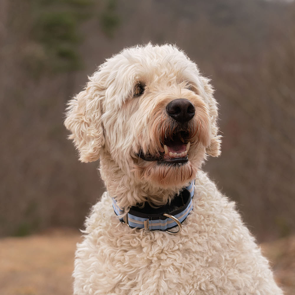 If It Barks nylon martingale collar close-up stitching shows durable hardware