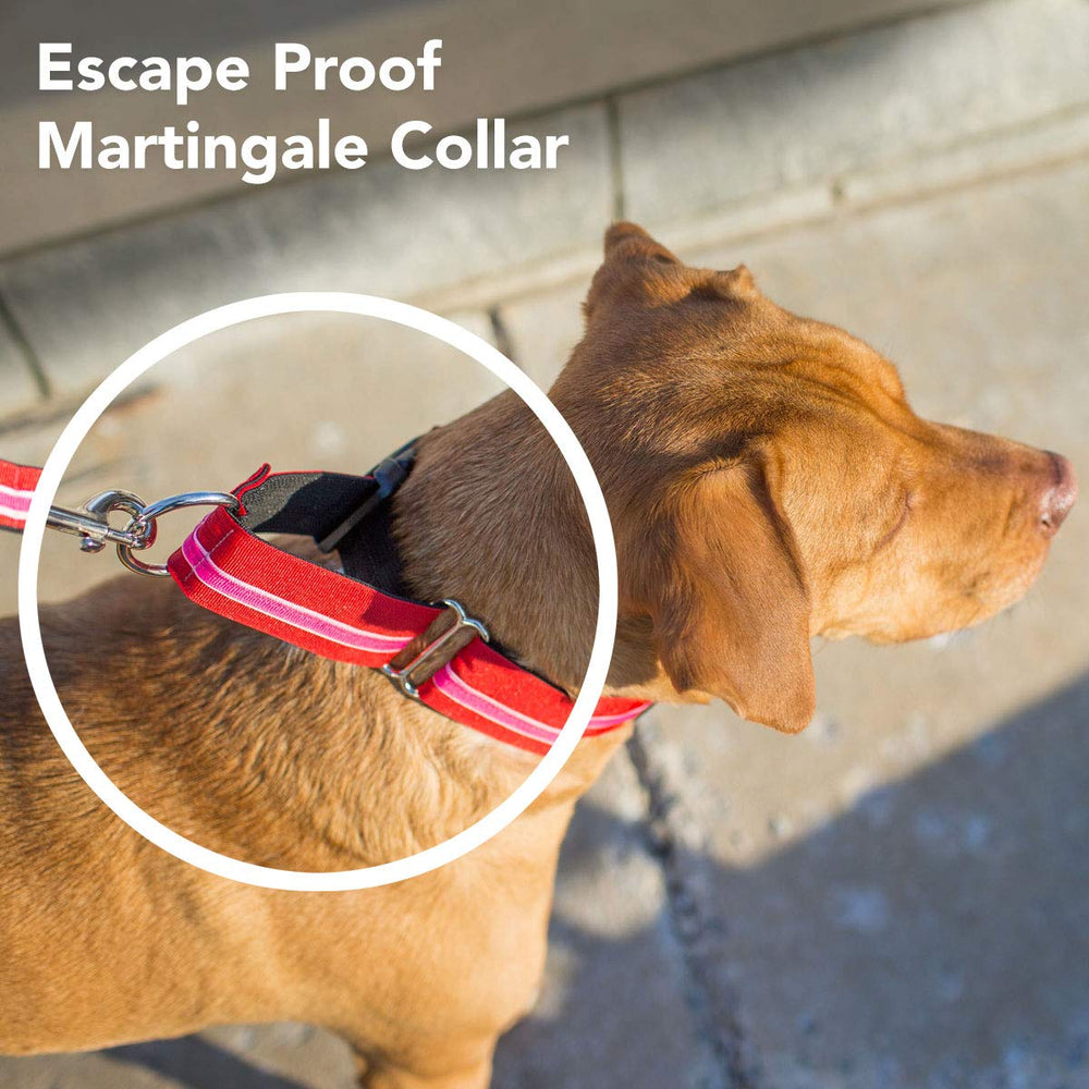 If It Barks training martingale collar use supports escape-prevention during recalls