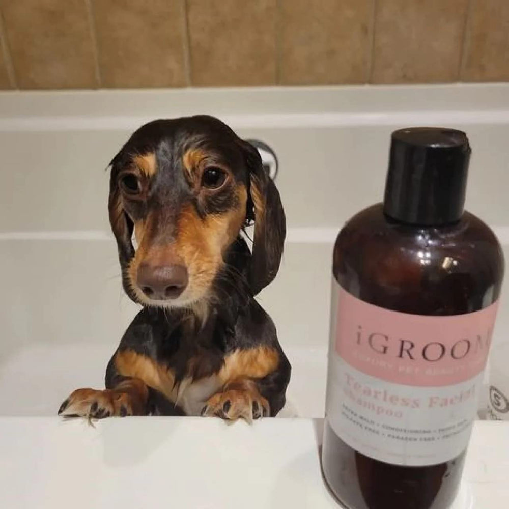 iGroom Tearless Facial Dog Shampoo pour demonstrates easy application and gentle cleansing.