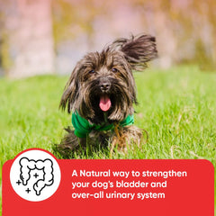 iHeartDogs organic-astragalus-root highlights herbal support for kidney function