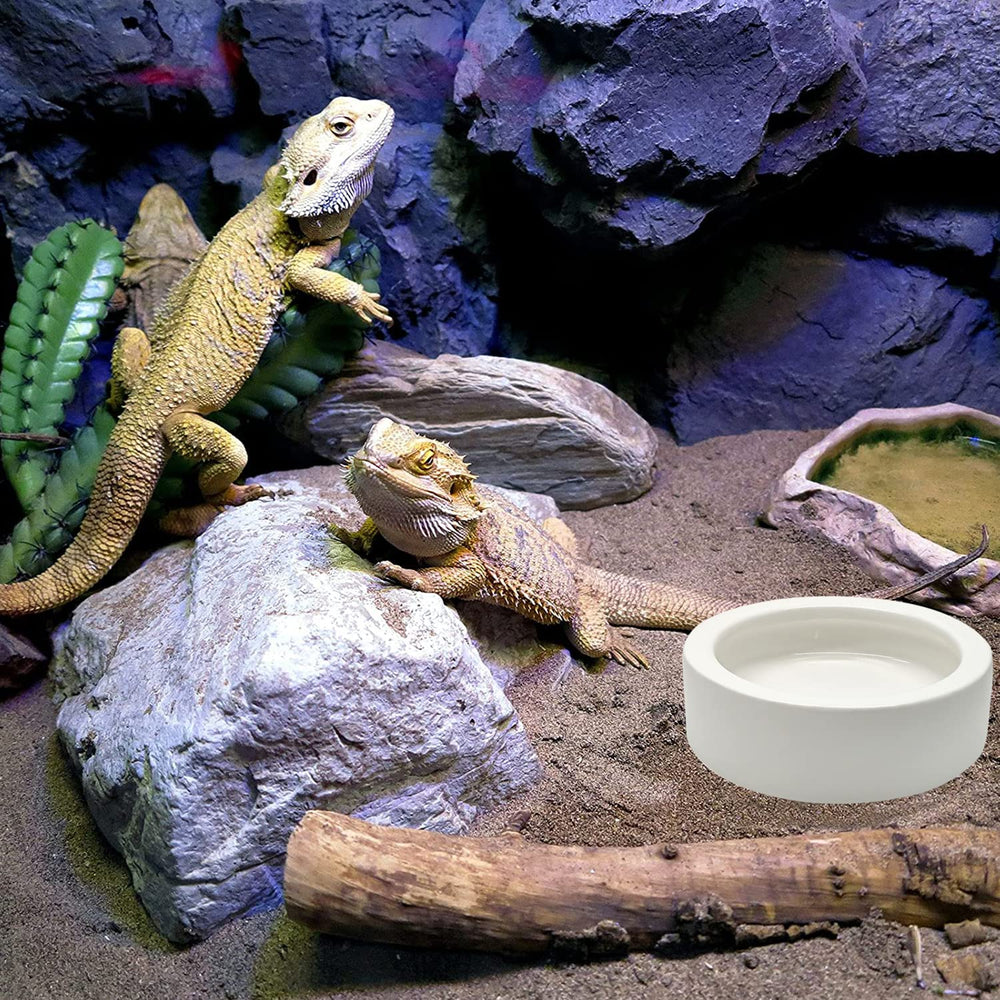 iHomeSet reptile bowl durable ceramic resists staining and wear.