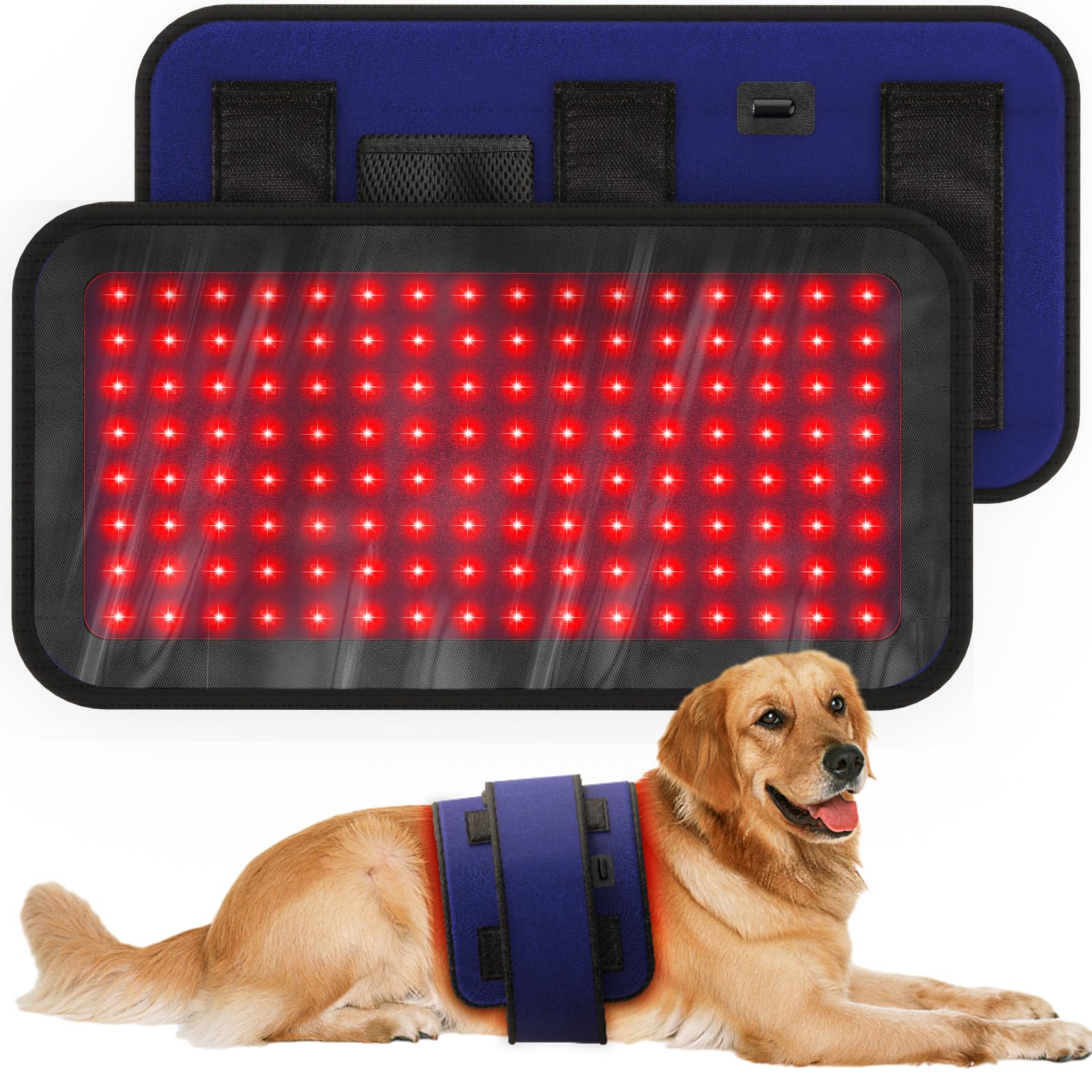 iKeener red-light therapy belt worn on a dog offers potential joint comfort.