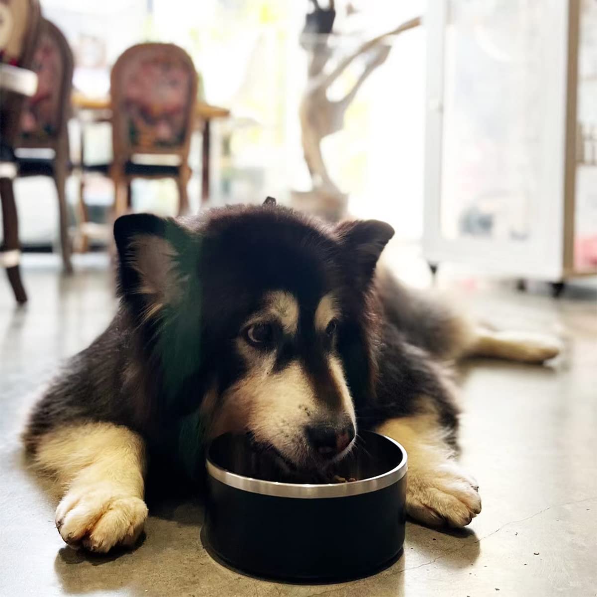 ikitchen double-wall stainless steel dog bowl stays sturdy while reducing condensation