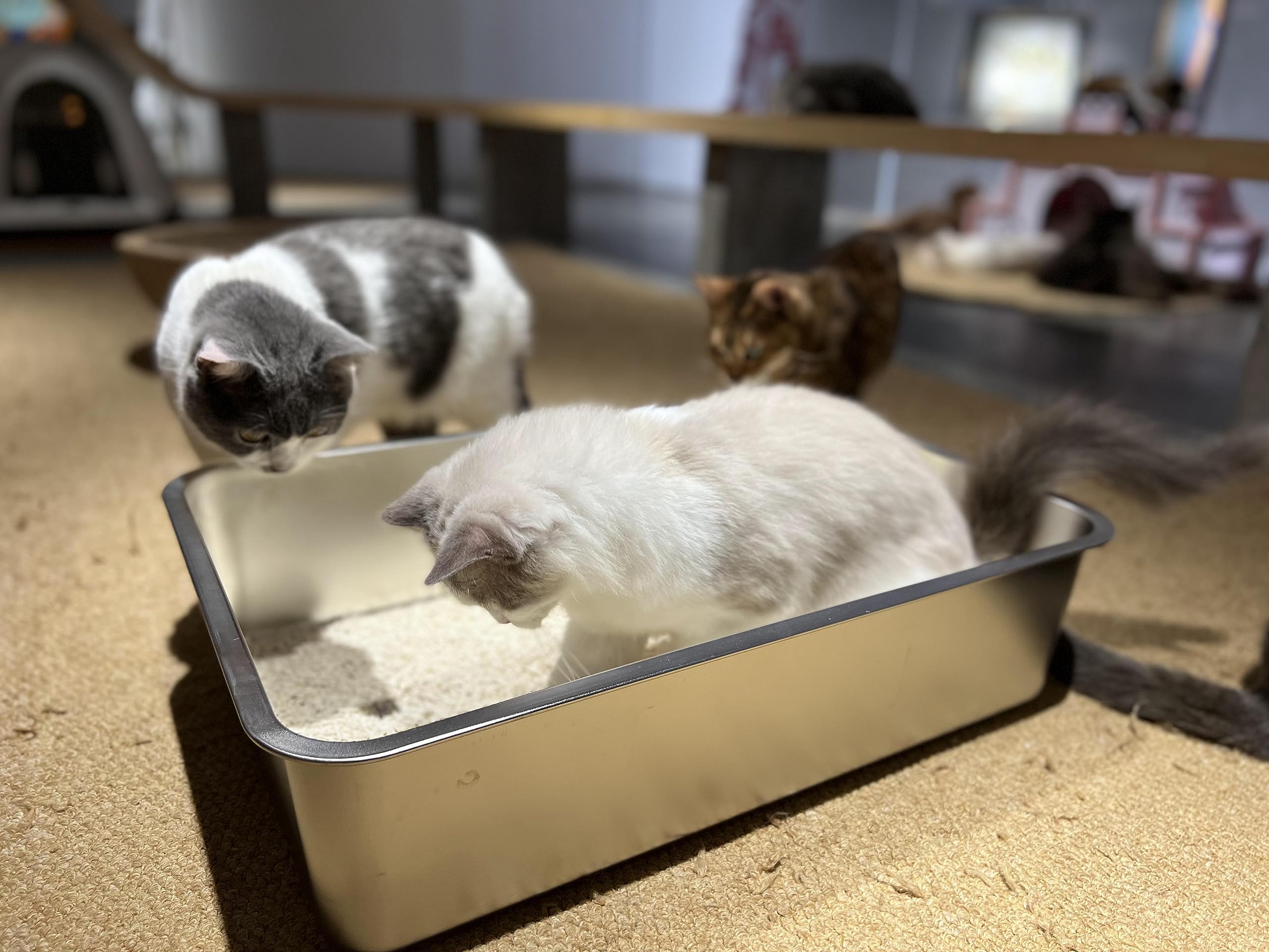 ikitchen stainless steel cat litter box rustproof material promises long-lasting use