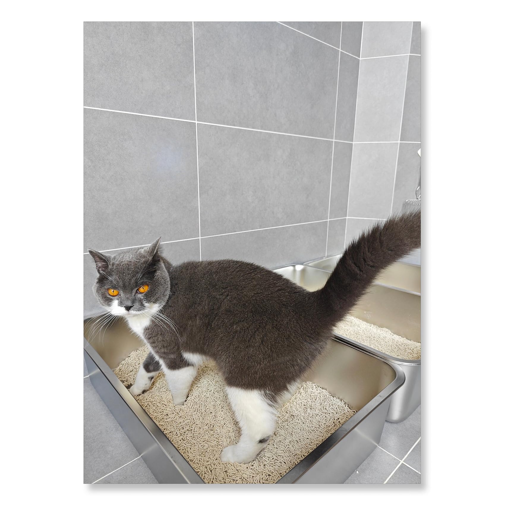 IKITCHEN stainless steel cat litter box top view highlights compact footprint ideal for small spaces