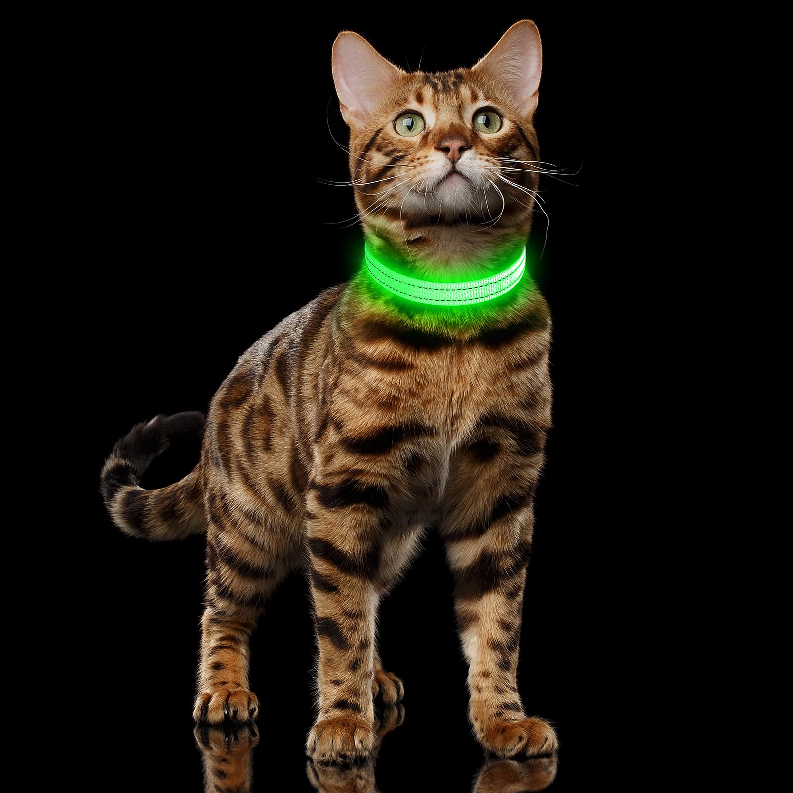 Illumifun sturdy D-ring lets leash attachment stay secure during energetic play.