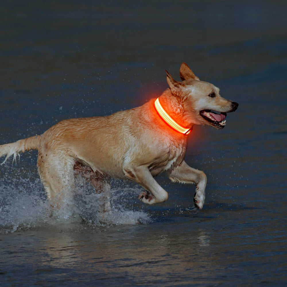 Illumifun night-use collar with easy push-button modes for quick mode changes.