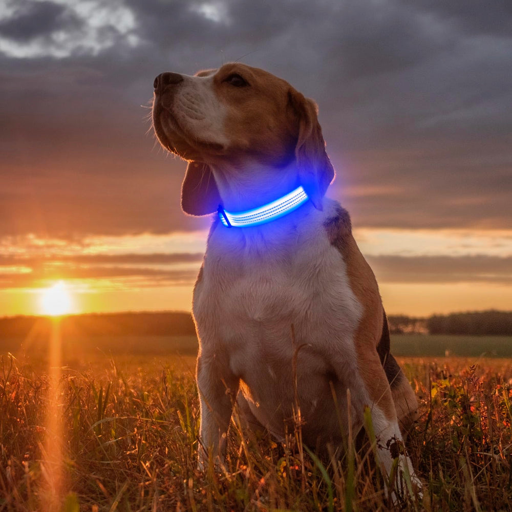 Illumifun water-resistant collar during camping in wet conditions
