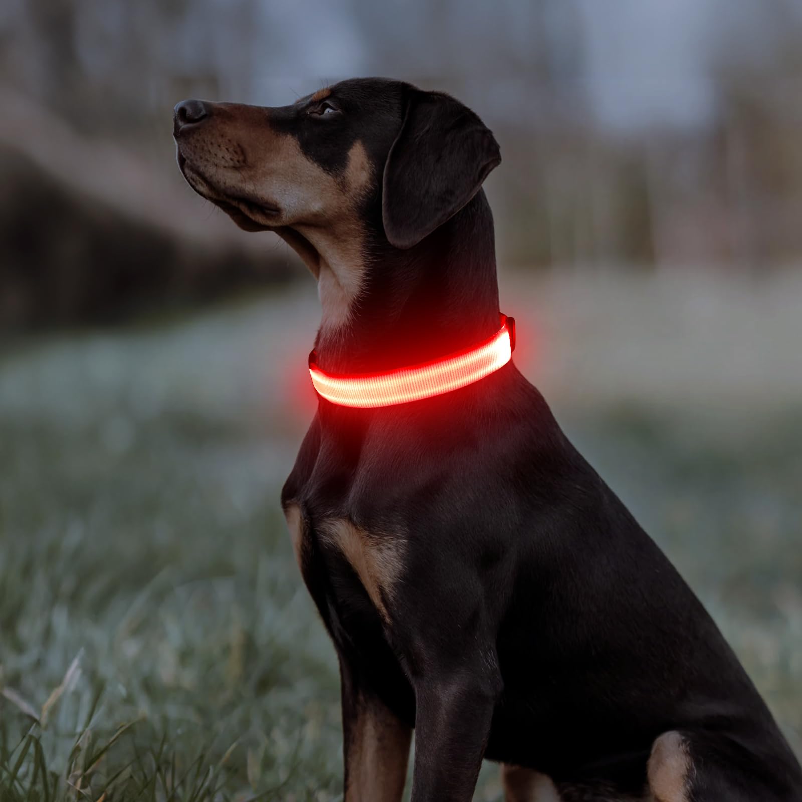 Illumifun D-ring leash attachment for secure outdoor walks