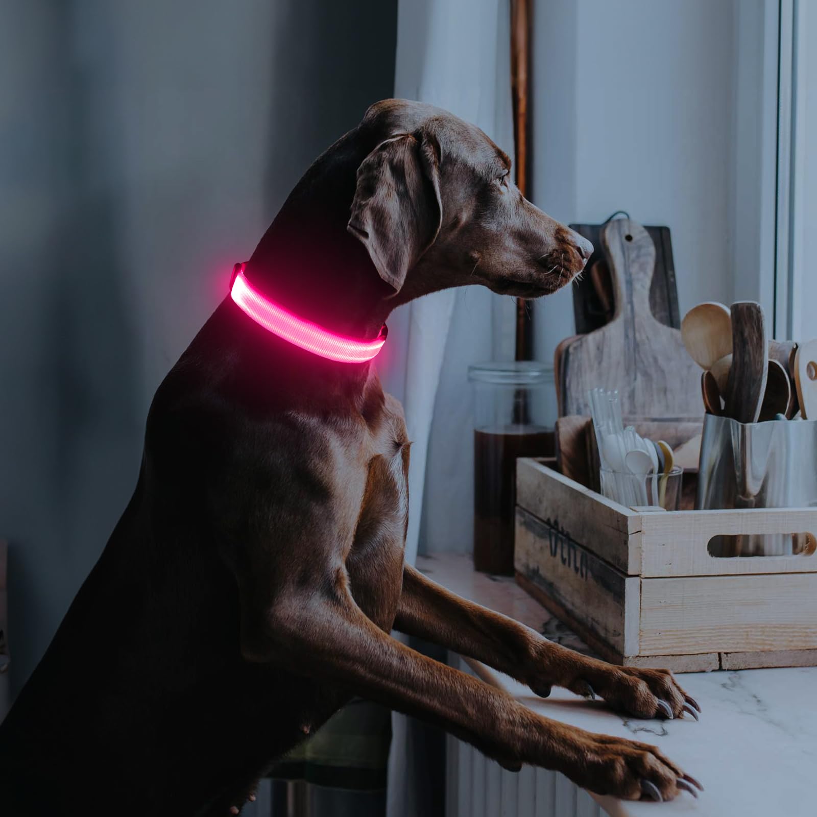 Illumifun LED dog collar color options to match style while staying visible