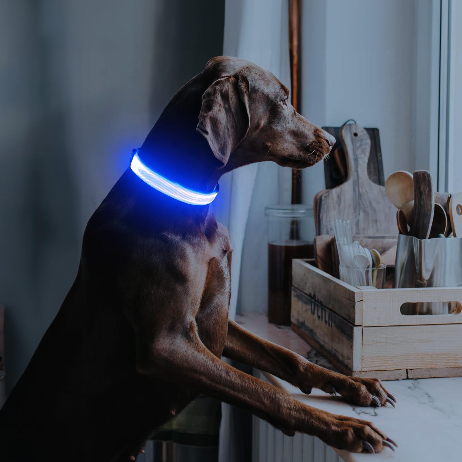 Illumifun LED Dog Collar with D-ring for leash attachment ensures secure walks