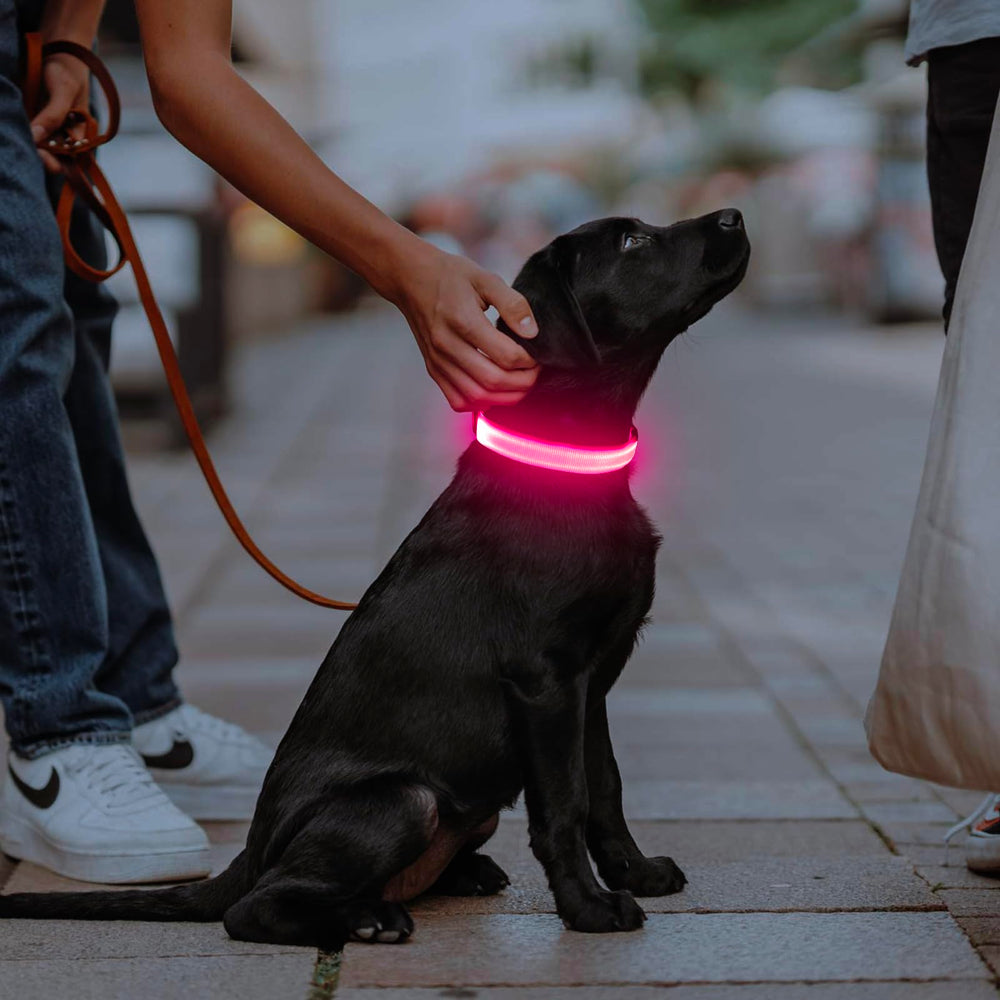 Illumifun LED dog collar with rust-resistant D-ring for leash attachment.