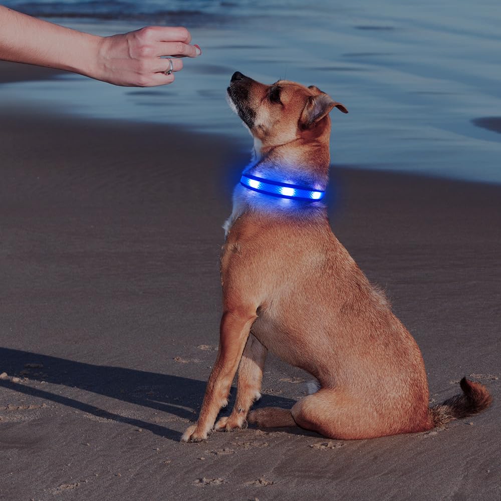 Illumifun LED Dog Collar light-blue color option enhances nighttime visibility.