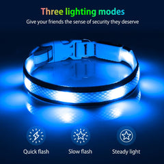 Illumifun LED Dog Collar on-dog night-walk view demonstrates bright glowing safety.