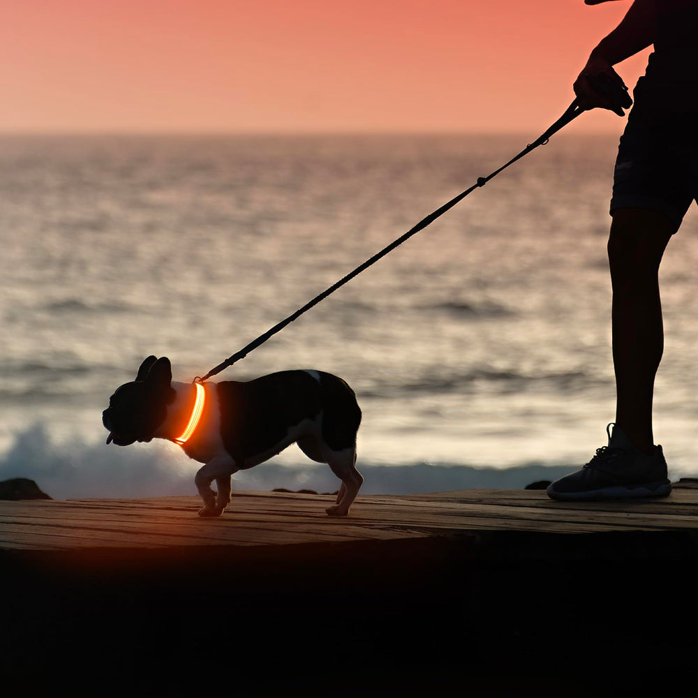 Illumifun LED dog collar water-resistant design for all-weather night walks