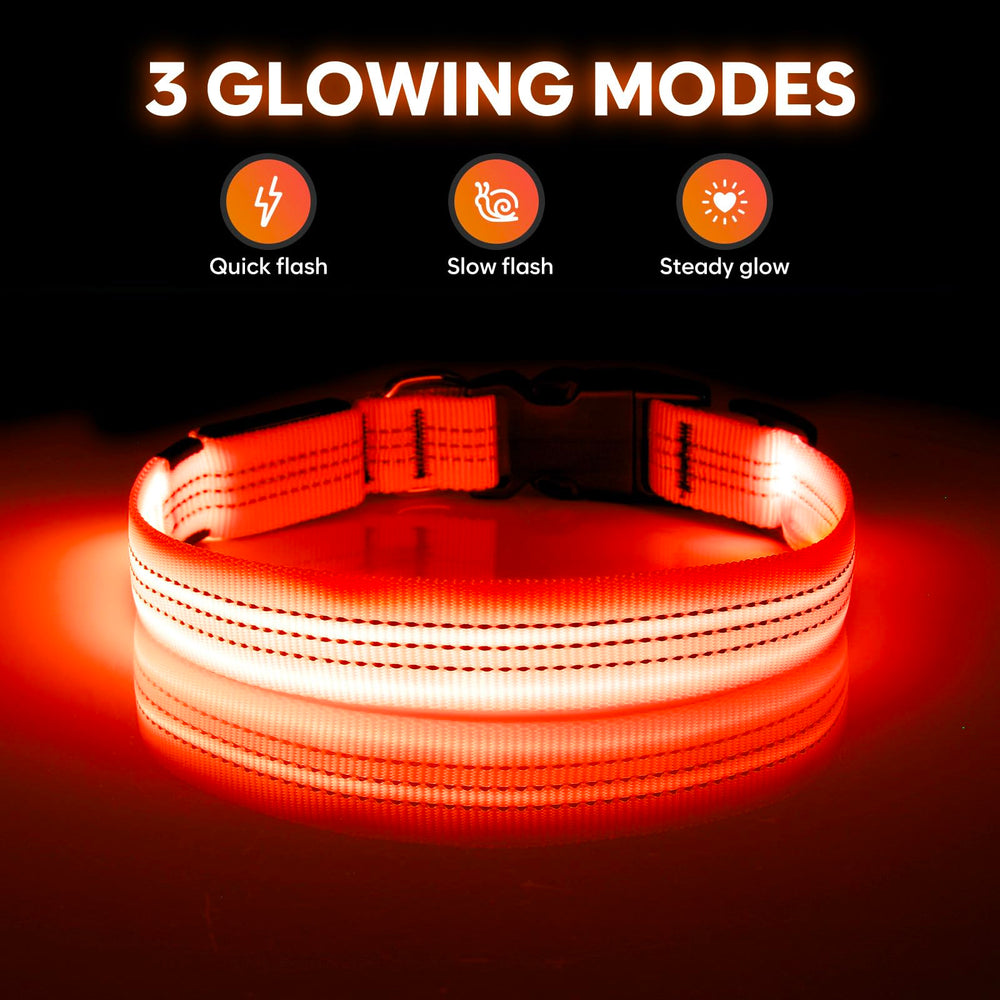 Illumifun LED dog collar worn on a dog for evening visibility