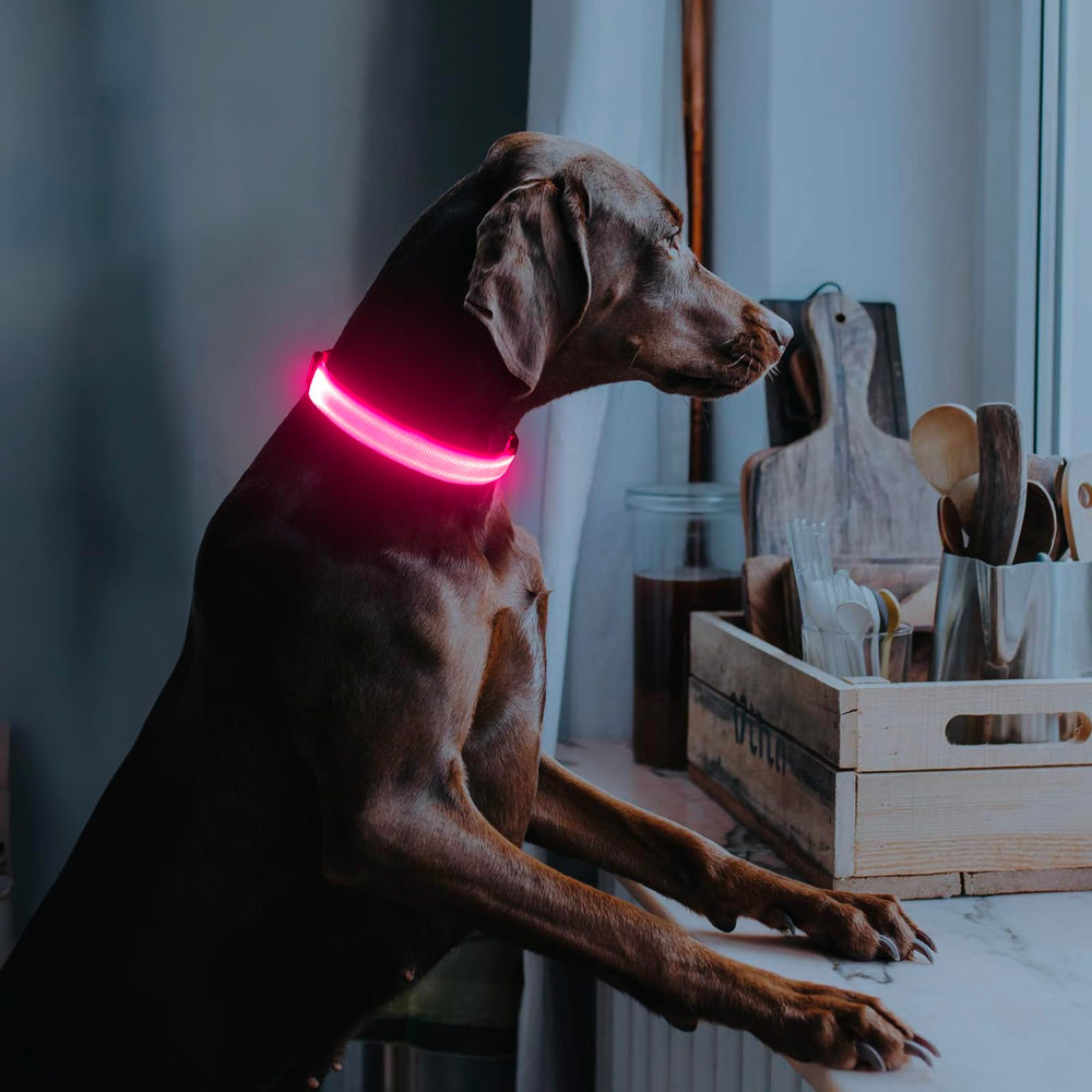 Illumifun LED dog collar waterproof design for rain or snow