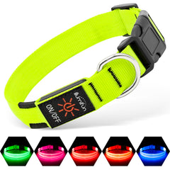 Illumifun light-up-dog-collar-green on a dog for nighttime visibility during walks.