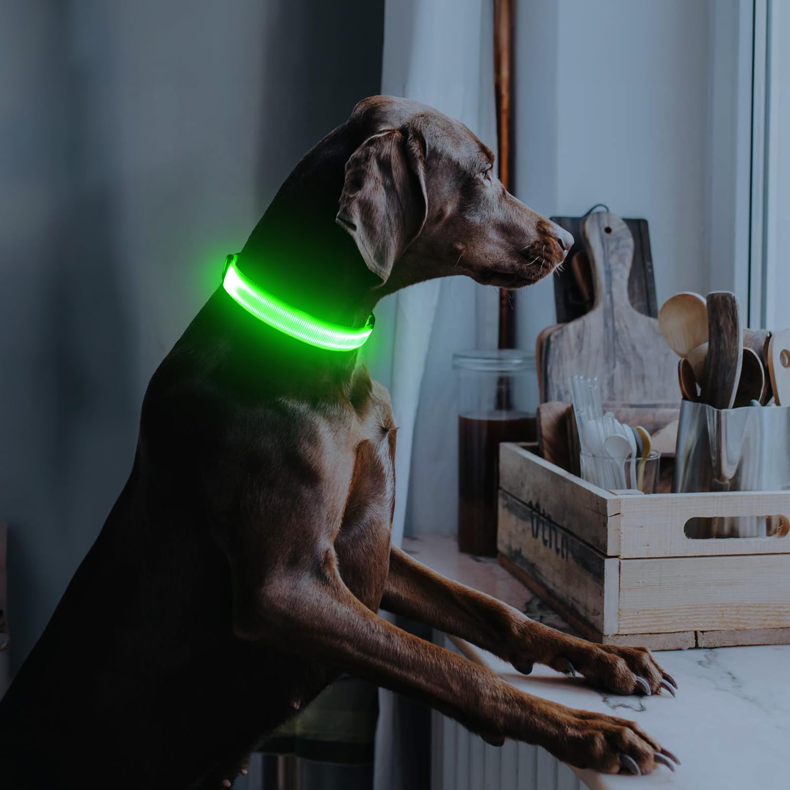 Illumifun light-up-dog-collar-green steady glow mode provides continuous visibility at night.