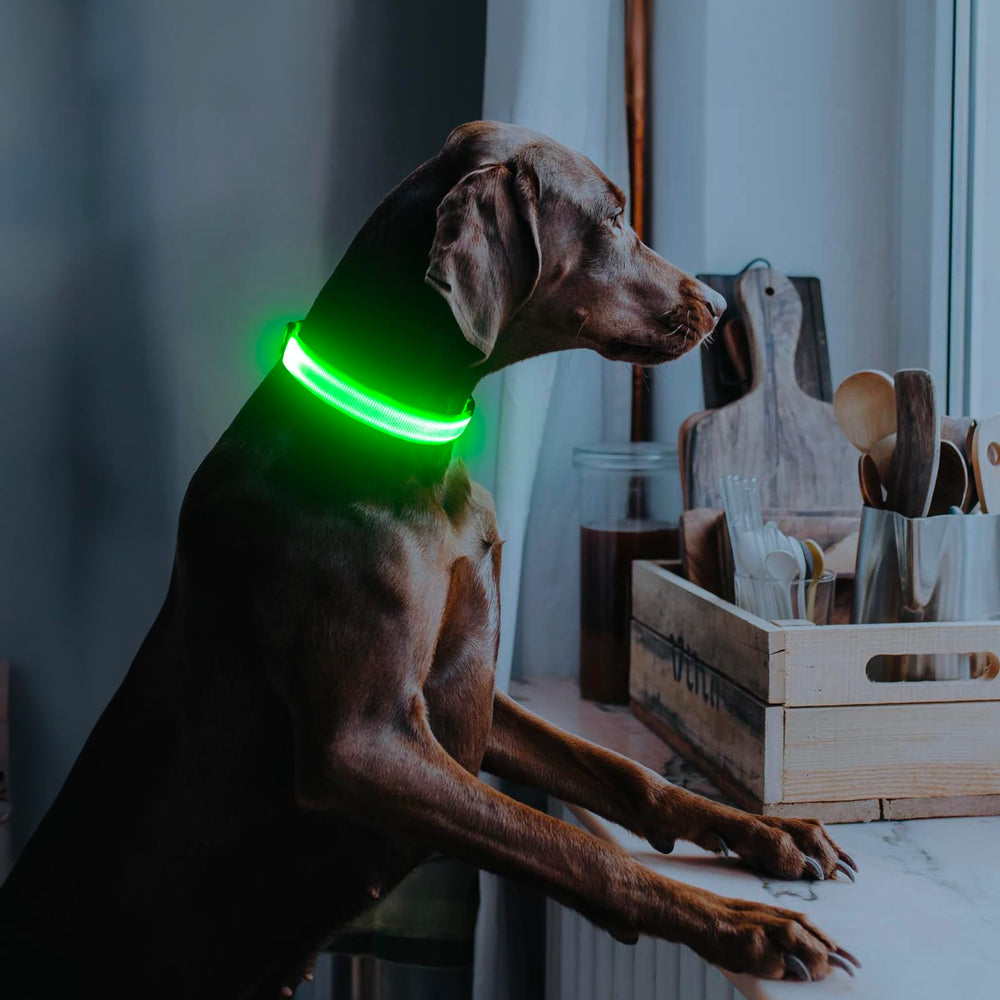 Illumifun light-up-dog-collar-green steady glow mode provides continuous visibility at night.