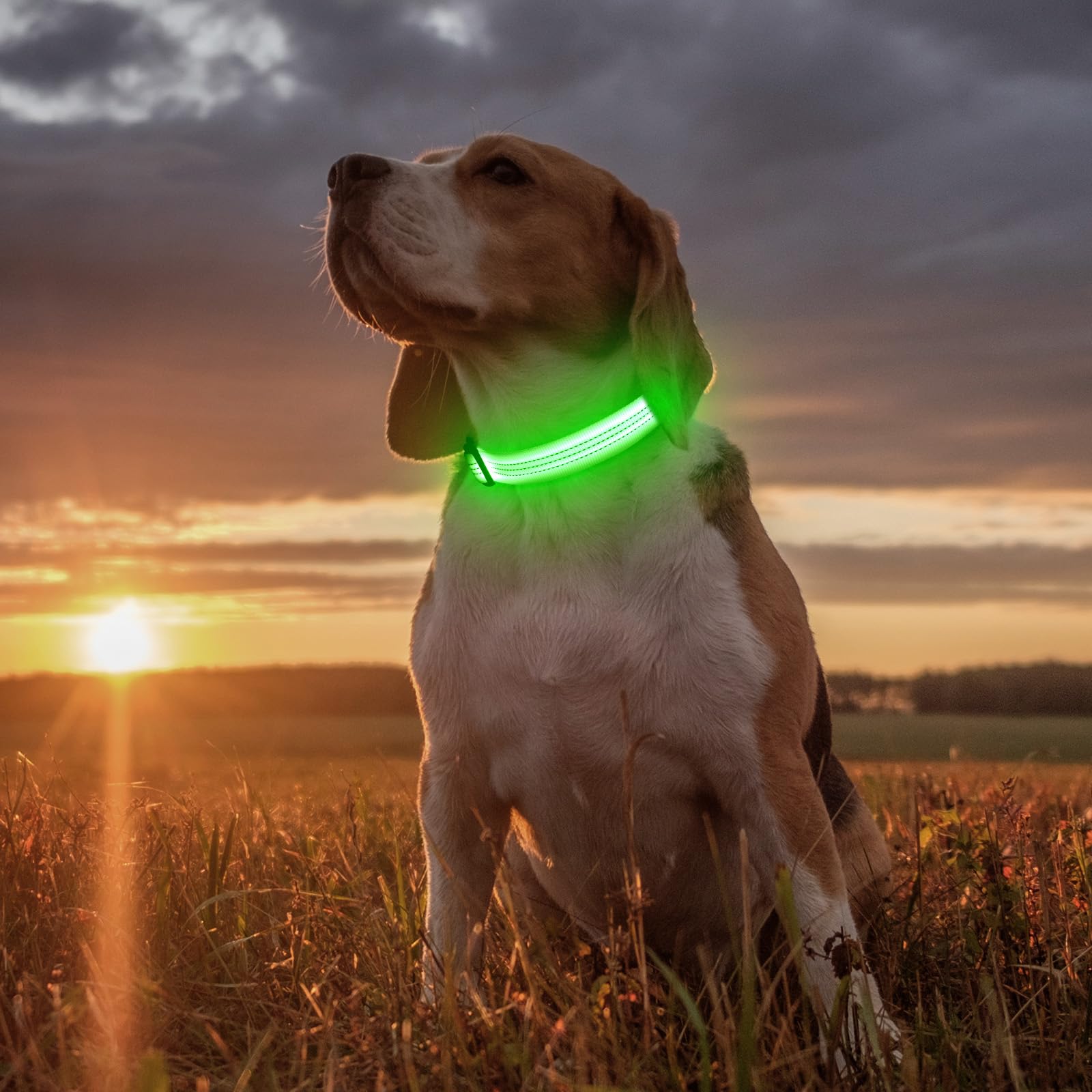 Illumifun light-up dog collar Green3 adjustable buckle close-up for secure fit