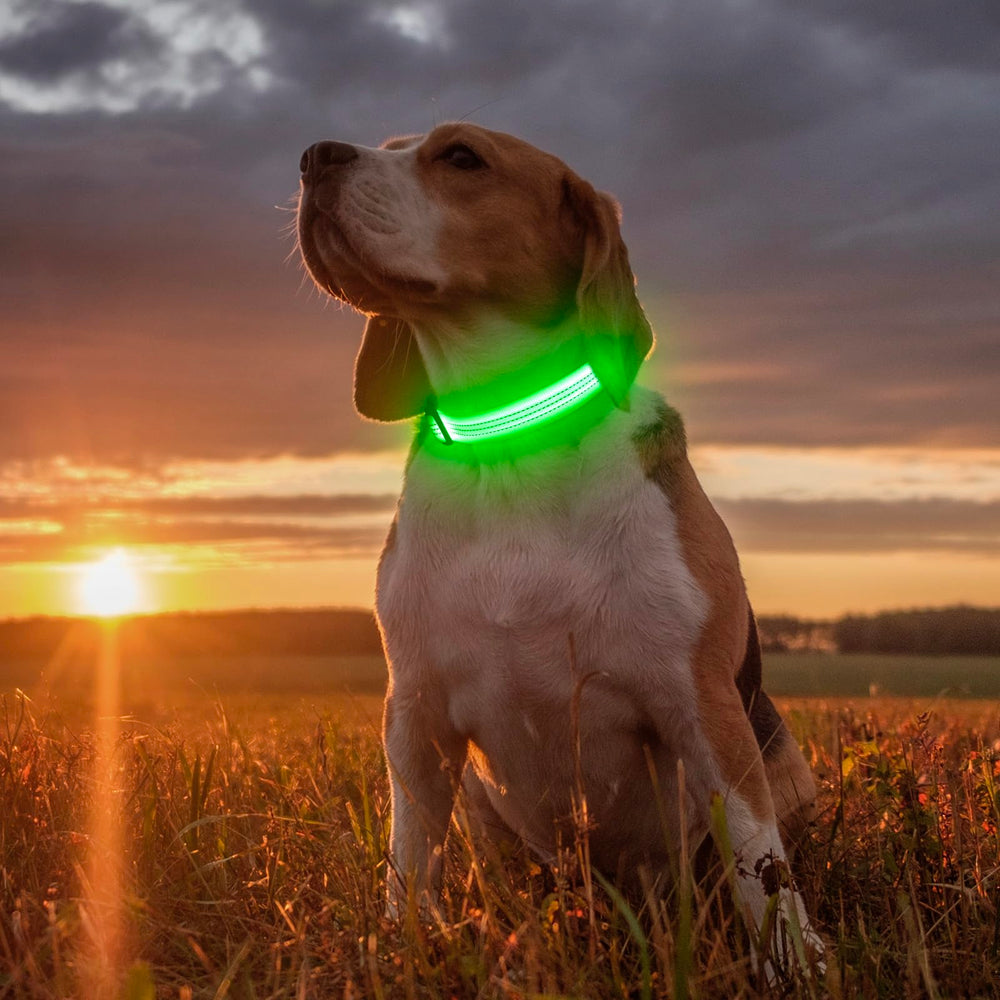 Illumifun light-up dog collar Green3 adjustable buckle close-up for secure fit