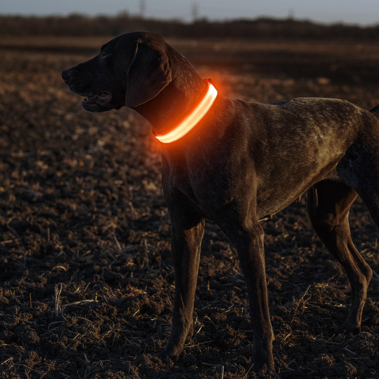 Illumifun light-up dog collar orange water-resistant material supports outdoor use.