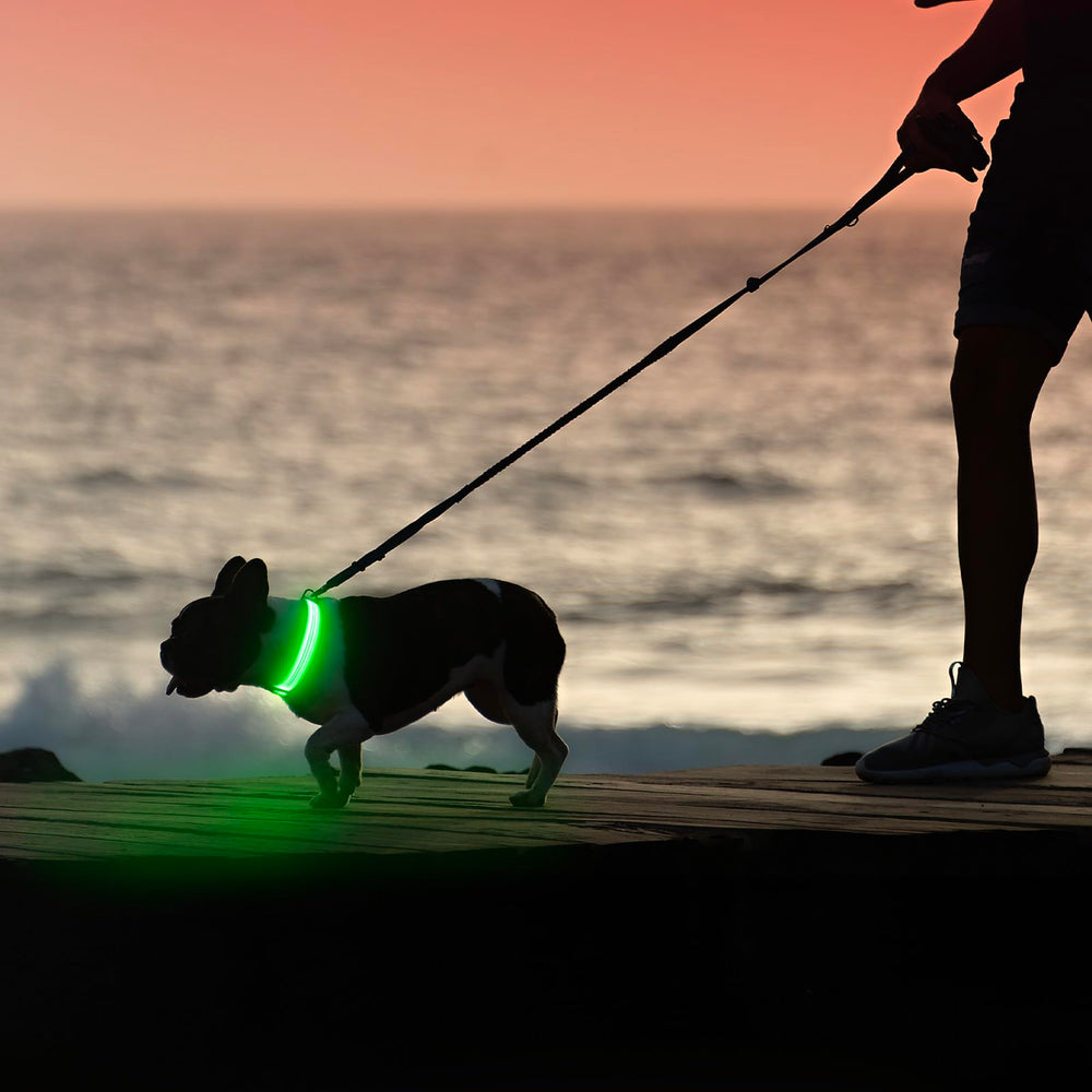 Illumifun water-resistant dog collar Green3 large dusk scene visibility
