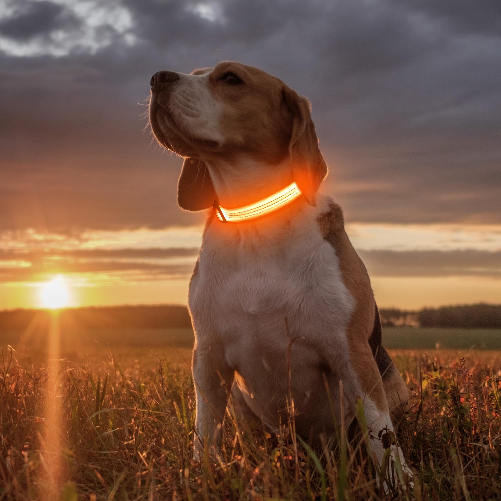 Illumifun water-resistant LED collar handles rain and mud for reliable night walks.