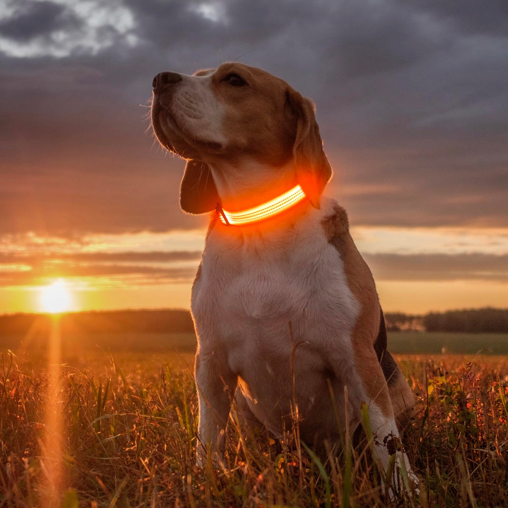 Illumifun water-resistant LED collar handles rain and mud for reliable night walks.