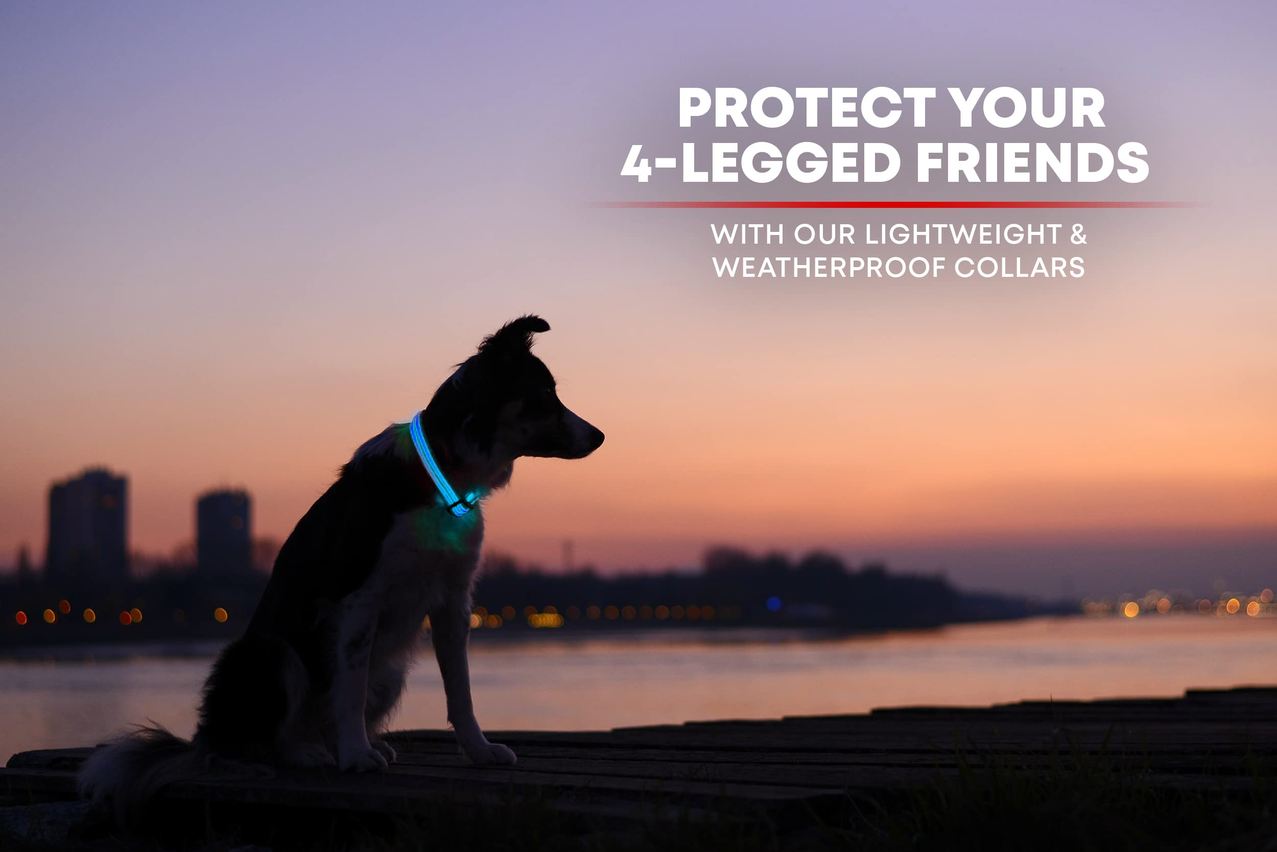Illumiseen LED dog collar six sizes ensures comfortable fit.