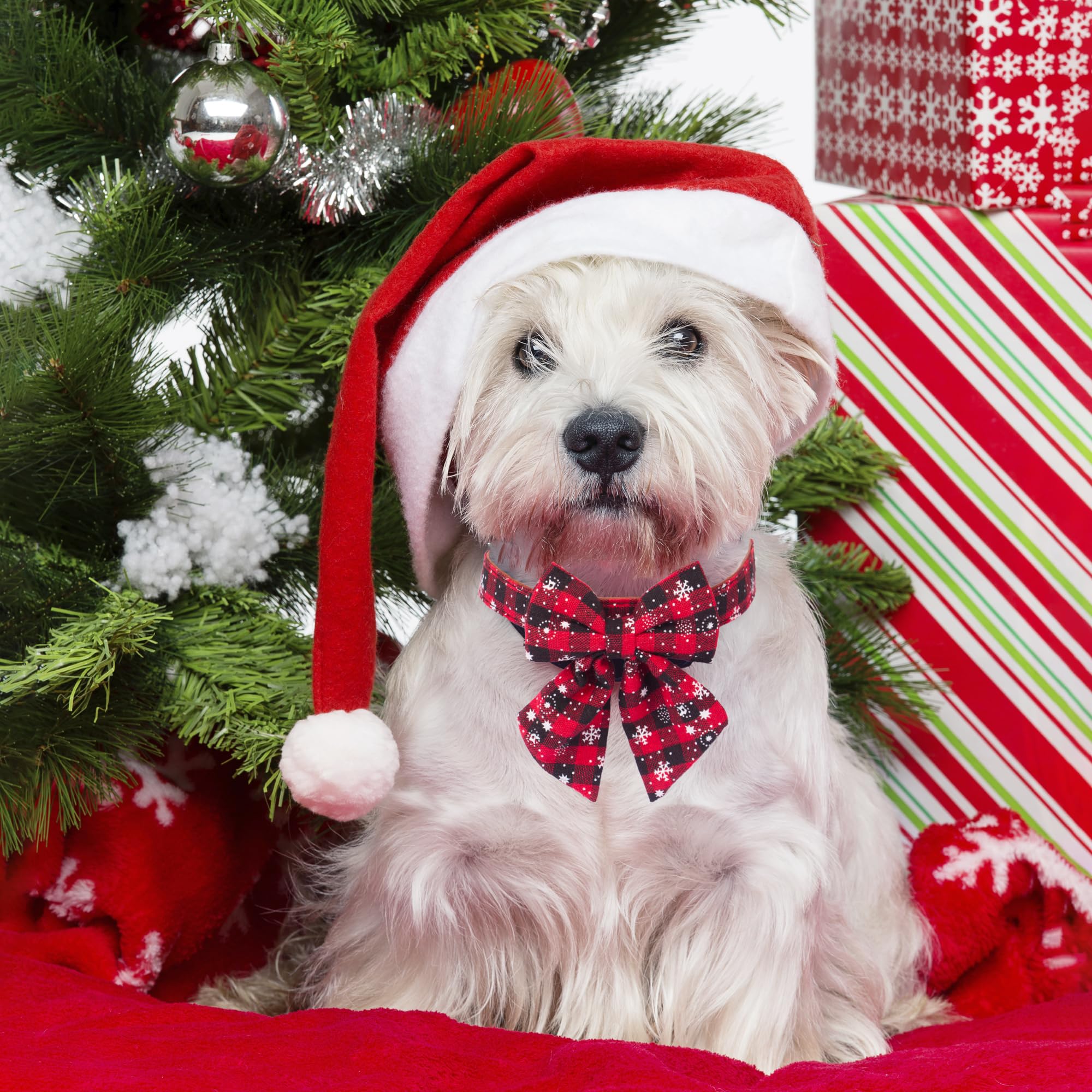 ADOGGYGO 2 Pack Christmas Dog Collar with Bow Tie, Classic Plaid Red Green Dog Collars with Removable Bowtie Christmas Collars for Extra Small Dogs Pets (X-Small)