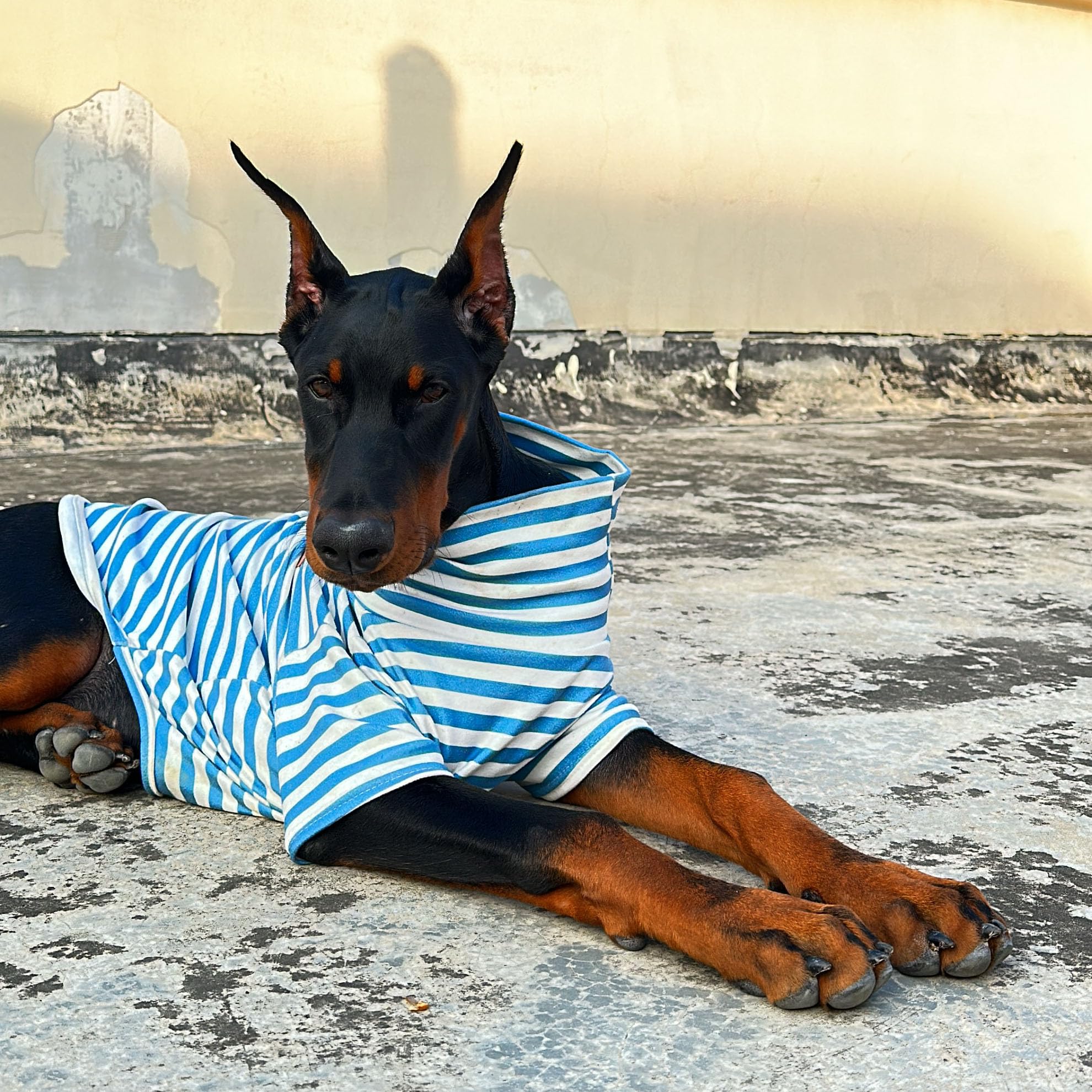 IMDOUBLEDOU turtleneck dog shirt blue striped with embroidery, cute daily wear