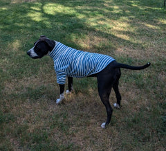 IMDOUBLEDOU blue striped pullover easy on off design for dogs and cats