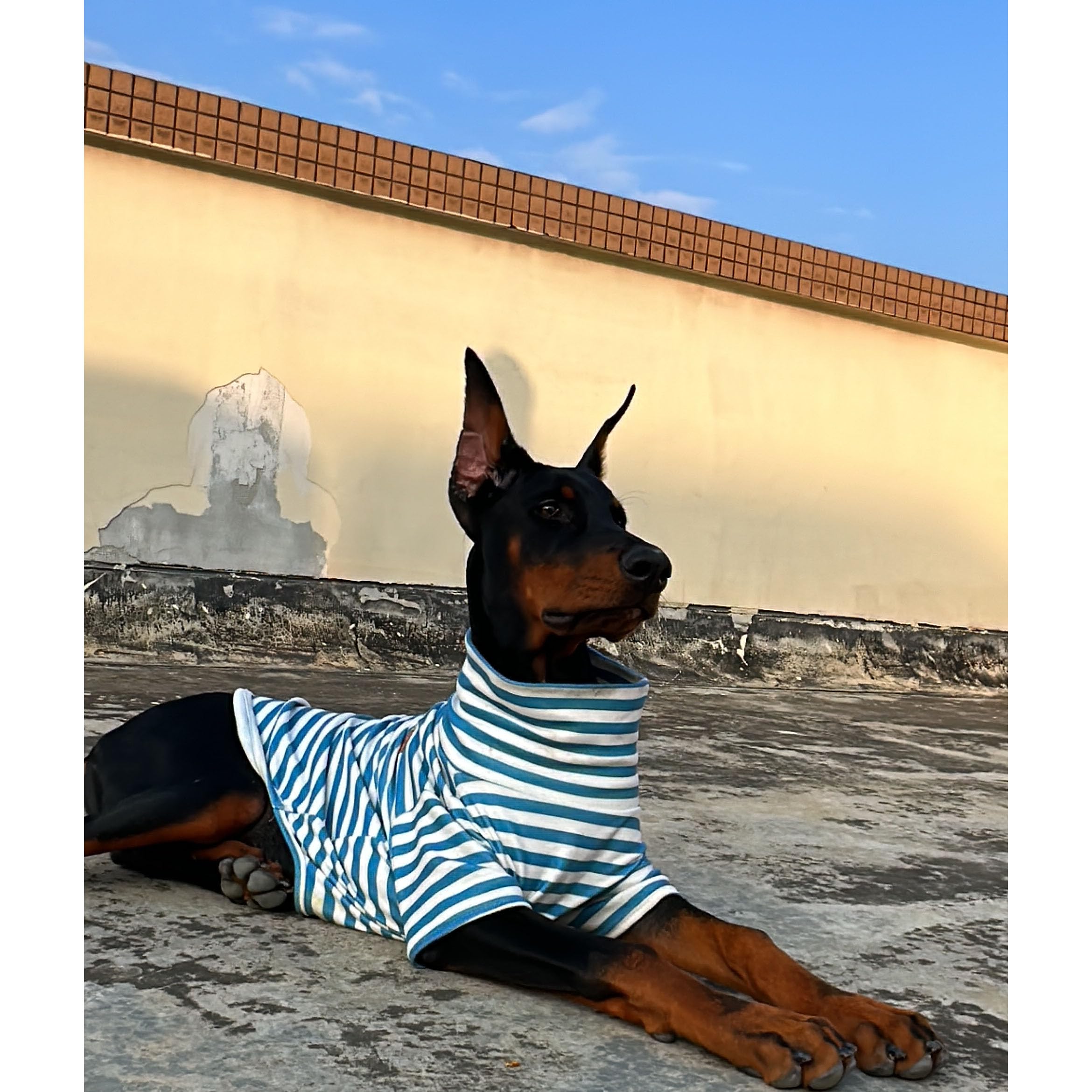 IMDOUBLEDOU turtleneck pet sweater for cats and dogs across four seasons