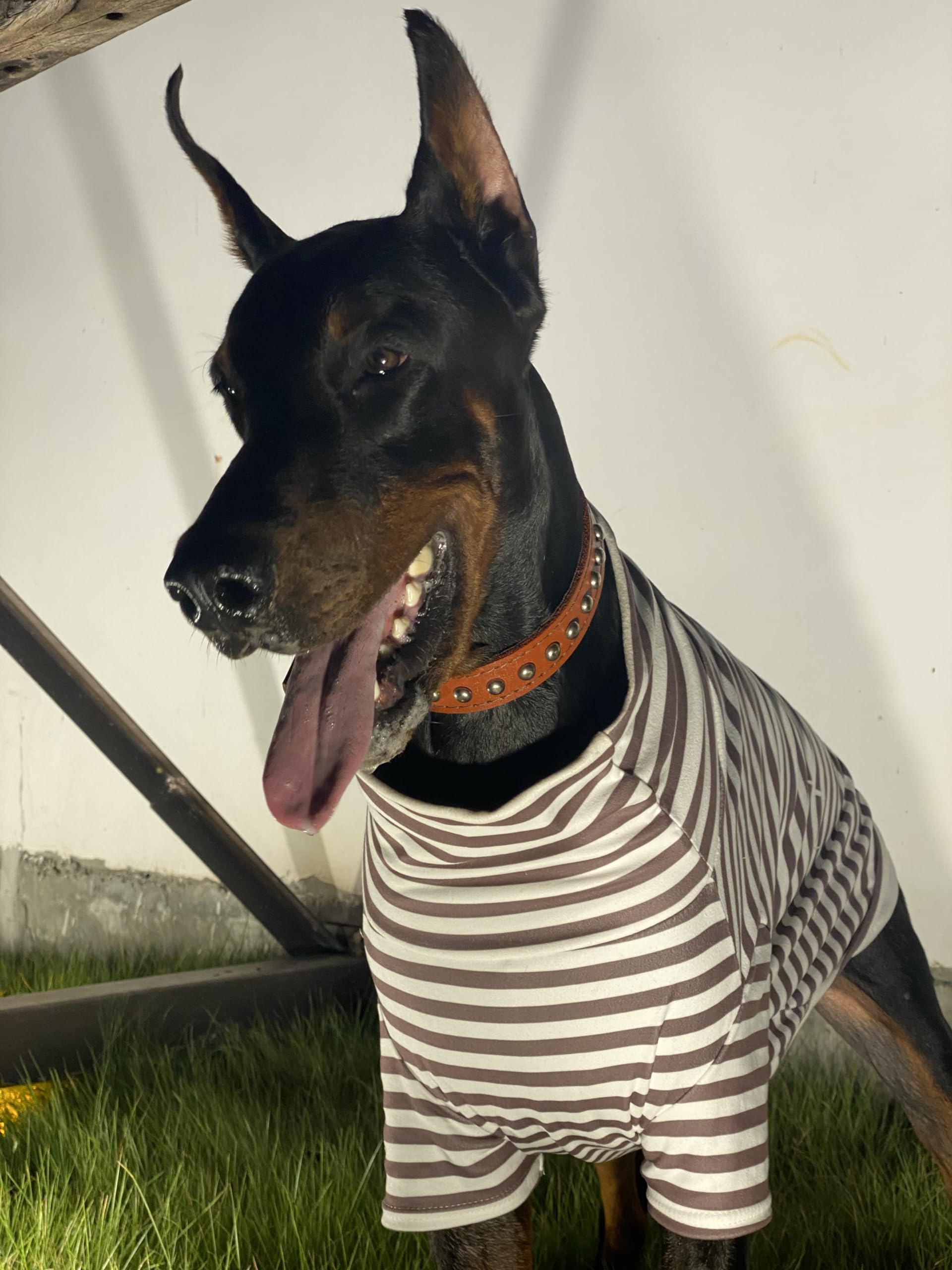 IMDOUBLEDOU turtleneck dog sweater back view showcases easy pull-on design