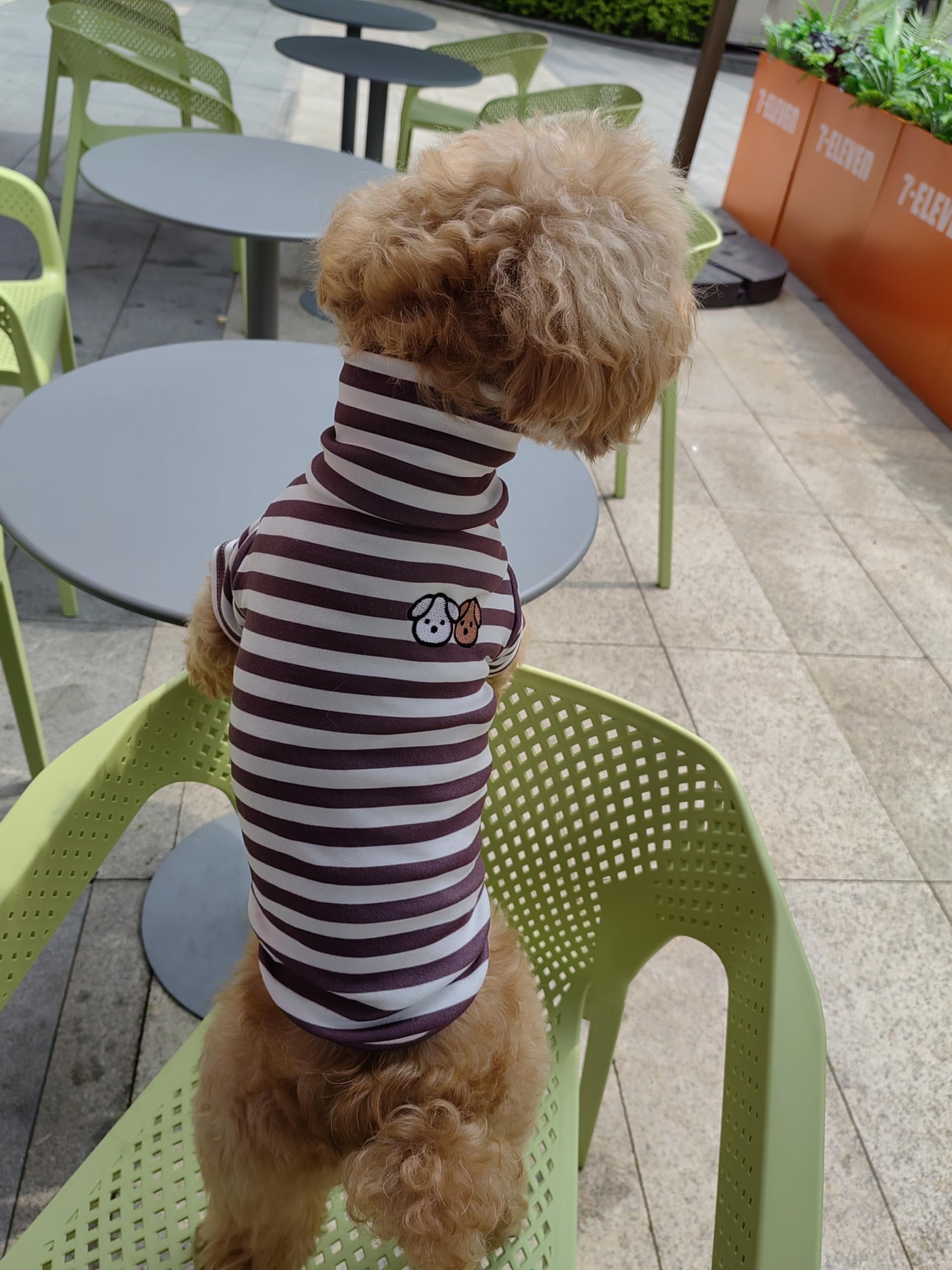 IMDOUBLEDOU turtleneck dog sweater on cat and dog demonstrates versatile wear