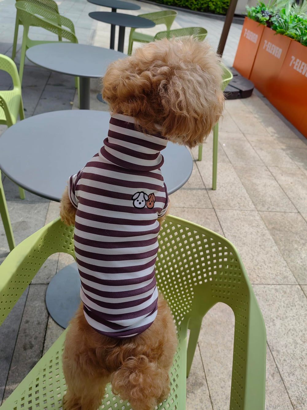 IMDOUBLEDOU turtleneck dog sweater on cat and dog demonstrates versatile wear