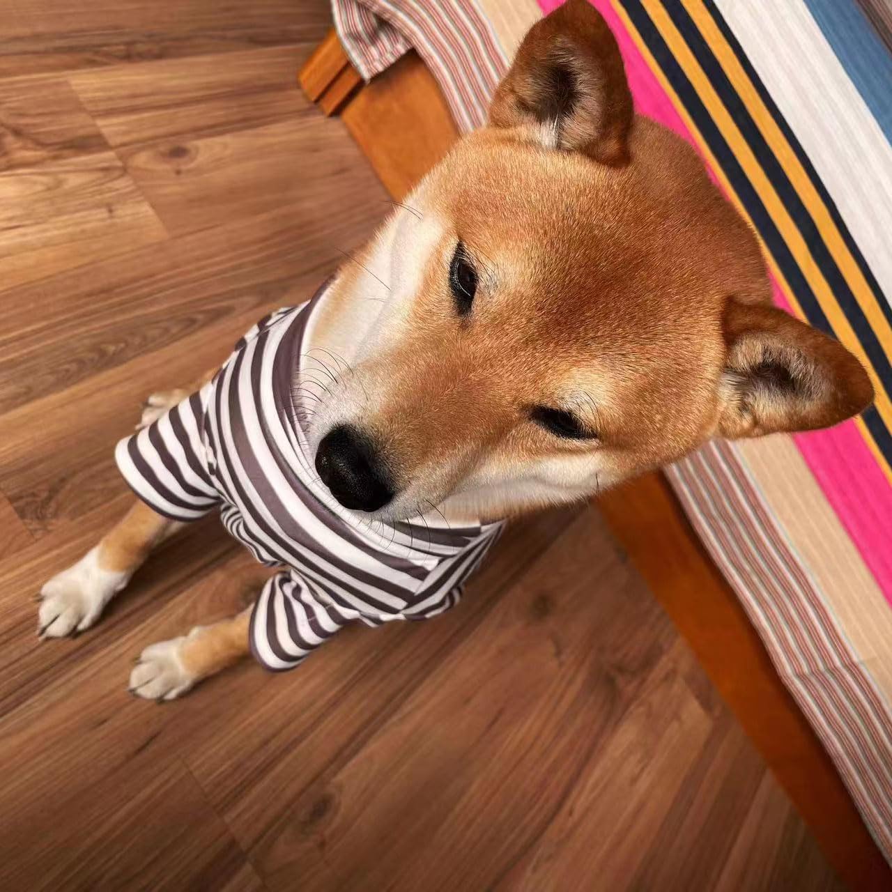 IMDOUBLEDOU turtleneck dog sweater pullover design simplifies dressing at home