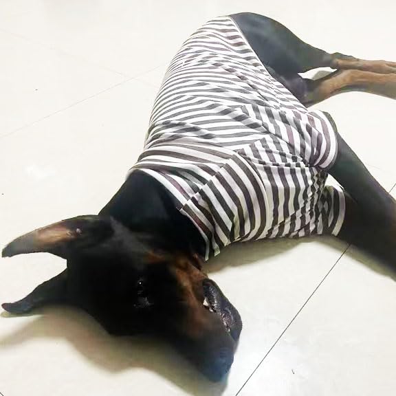 IMDOUBLEDOU turtleneck dog sweater size chart helps pick the perfect fit
