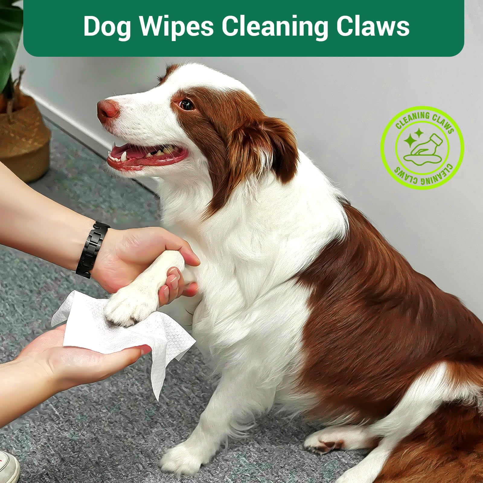 IMMCUTE face and ears cleaning use demonstrating safe pet care.